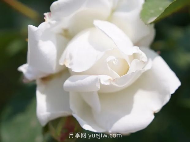 月季新品爭奇斗艷，是如何培育出來(lái)的？(圖3)