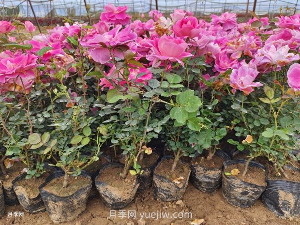 五月中下旬月季的養護要點(diǎn)(圖1)