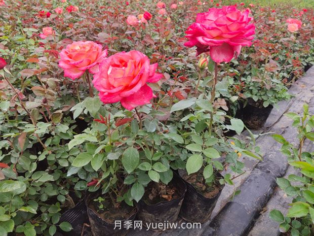 月季新手花友的基礎養護方法(圖3)