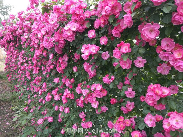 園林綠化中常見(jiàn)月季花類(lèi)型及品種介紹(圖4)