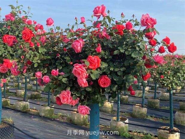 園林行業(yè)術(shù)語(yǔ)：苗木相關(guān)參數知識科普(圖1)