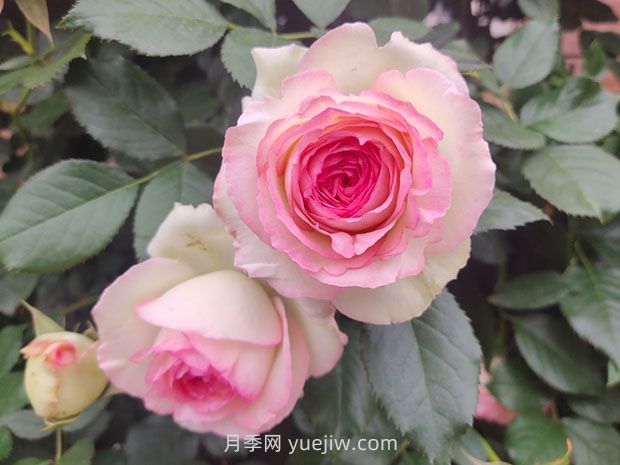 薔薇和藤蔓月季的區別？(圖1)