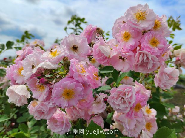 薔薇和藤蔓月季的區別？(圖2)
