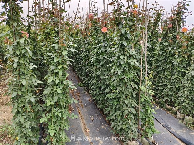 藤蔓月季是什么？藤本月季怎么養護？(圖2)