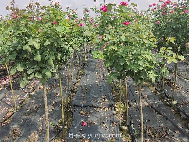 棒棒糖月季怎么養？養護小技巧，越長(cháng)越旺(圖2)