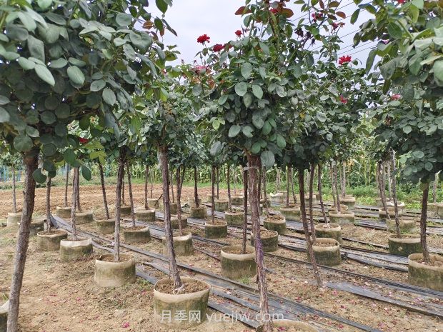 氣溫逐漸上升，春植苗木新芽開(kāi)始干枯回芽怎么辦？(圖1)