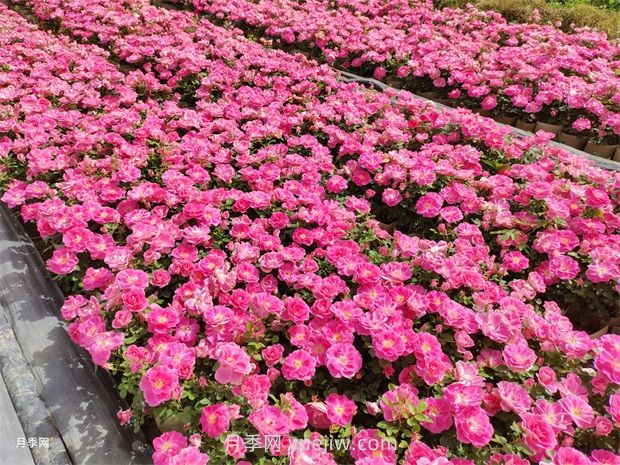 豐花月季的種植方法和養護管理(圖1)