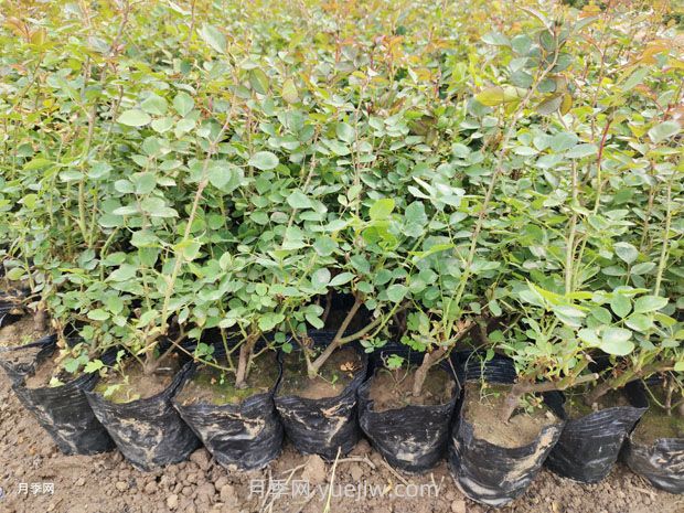 豐花月季的種植方法和養護管理(圖2)