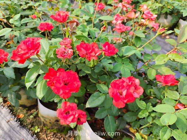 豐花月季的種植方法和養護管理(圖3)