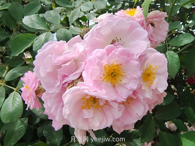 薔薇花怎樣種植？(圖2)