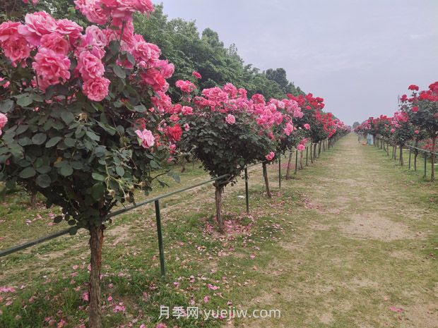 樹(shù)樁月季移植之后，先搭支撐還是先澆水？(圖1)