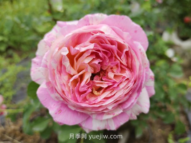 推薦16種雙色條紋月季品種，感受色彩與線(xiàn)條的碰撞(圖1)