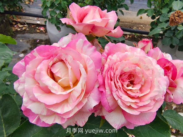 推薦16種雙色條紋月季品種，感受色彩與線(xiàn)條的碰撞(圖4)