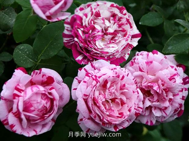 推薦16種雙色條紋月季品種，感受色彩與線(xiàn)條的碰撞(圖2)