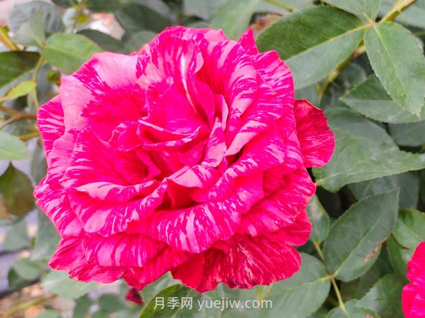 推薦16種雙色條紋月季品種，感受色彩與線(xiàn)條的碰撞(圖7)