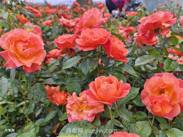 紅從容月季，花型美抗性佳，花色漸變美化花壇(圖1)