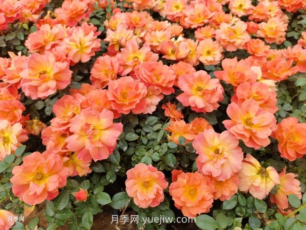 紅從容月季，花型美抗性佳，花色漸變美化花壇(圖2)