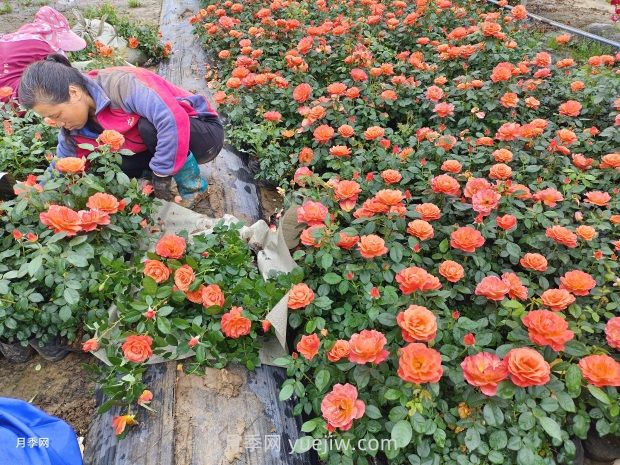 紅從容月季，花型美抗性佳，花色漸變美化花壇(圖3)
