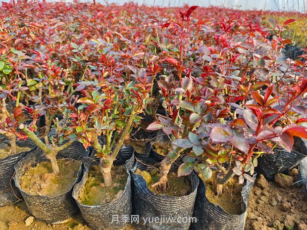 新買(mǎi)的月季苗怎么移栽？(圖1)
