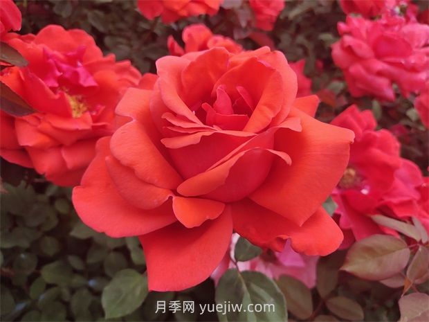 如何通過(guò)修剪大花月季，保證它的生長(cháng)健康？(圖1)