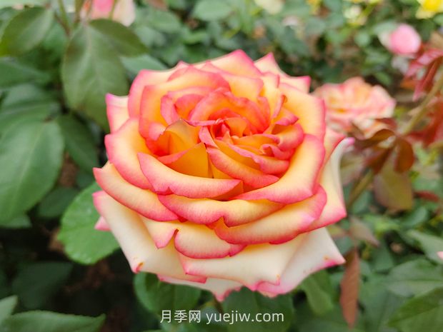 什么是大花月季的繁殖方法？怎么做才能生根成活？(圖1)