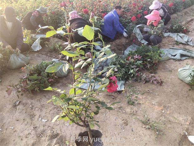 什么是大花月季的繁殖方法？怎么做才能生根成活？(圖2)