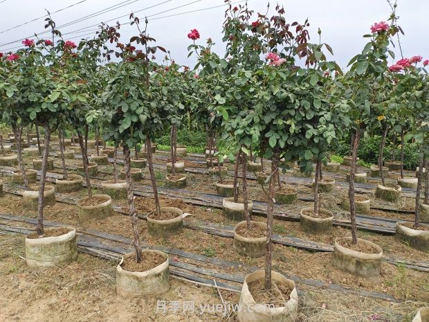 造成樹(shù)狀月季不開(kāi)花的因素有哪些？(圖1)