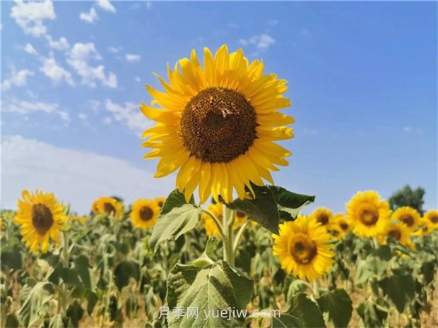 向日葵的種植時(shí)間和方法(圖1)