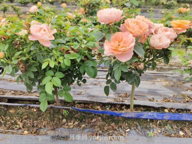 月季花夏天要遮陽(yáng)嗎？(圖1)