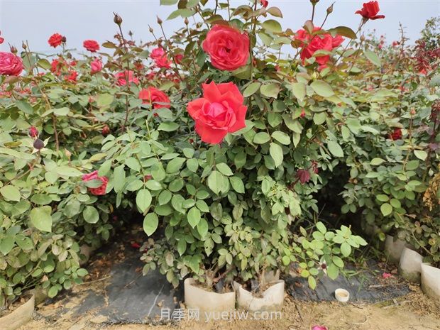 大花月季花可以嫁接培育嗎？(圖1)