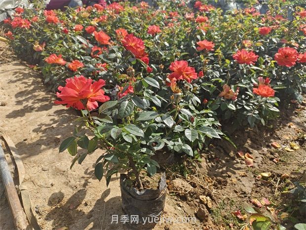 月季花怎么養護？(圖1)