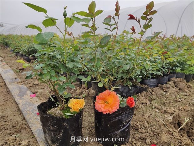 月季花怎么繁殖？(圖1)