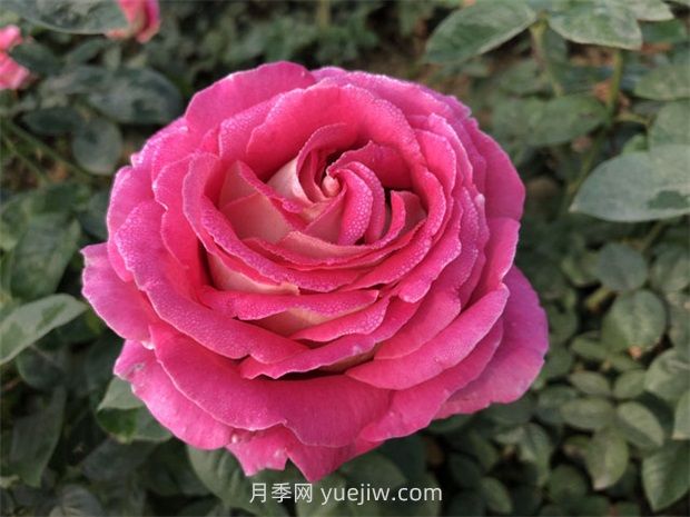 月季花和玫瑰花有什么區別？(圖1)