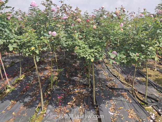 月季花花期是什么時(shí)候？(圖2)