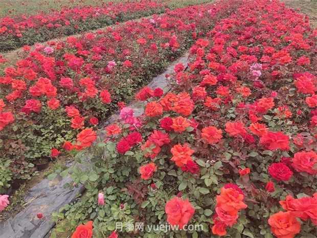 月季花的特點(diǎn)是什么？(圖1)