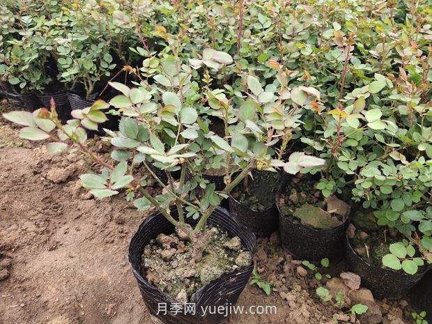 月季花什么時(shí)候移栽比較好？(圖1)