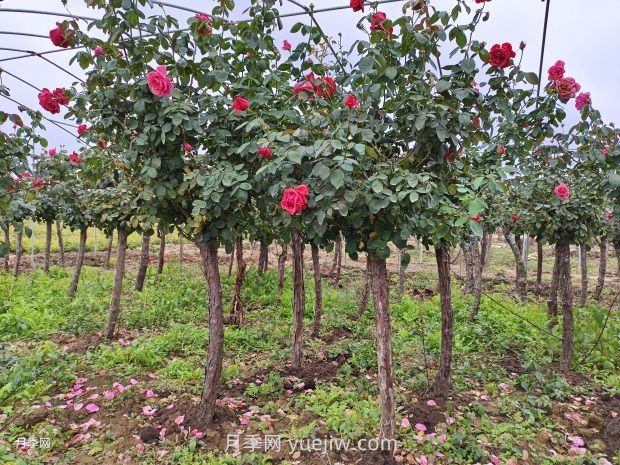 月季花什么時(shí)候移栽比較好？(圖2)