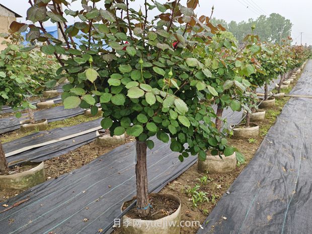 月季花什么時(shí)候移栽比較好？(圖3)