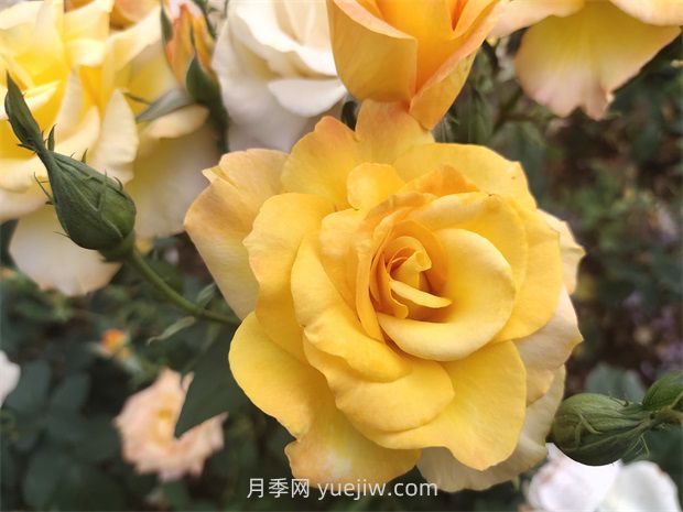 月季花好養嗎？(圖1)