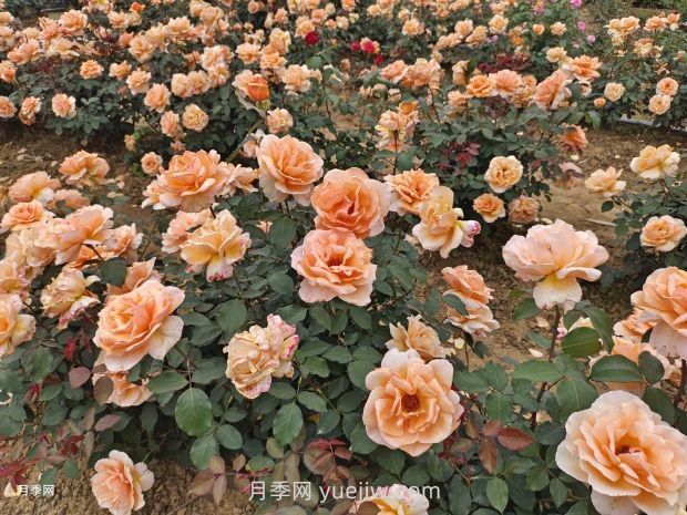 月季花好養嗎？(圖2)