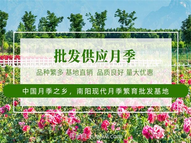 月季之鄉是哪個(gè)城市？南陽(yáng)月季之鄉(圖3)