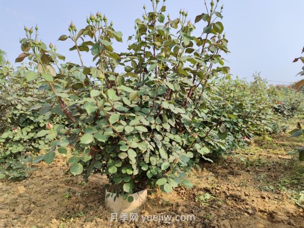 大花月季種植密度，每平幾棵？(圖1)
