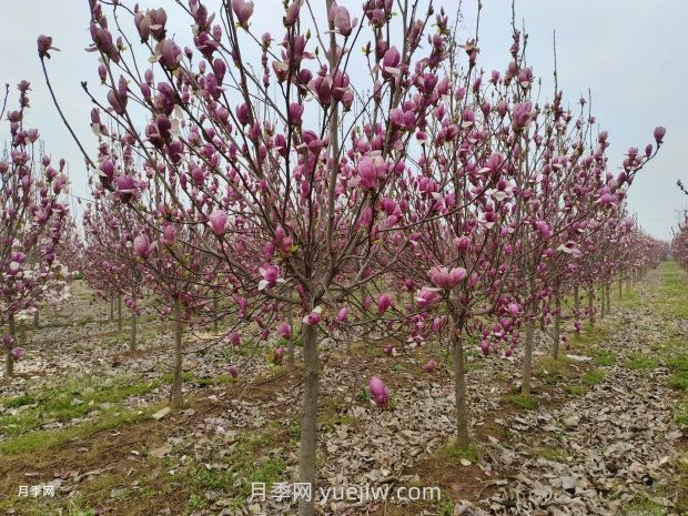 南召縣皇后鄉玉蘭花開(kāi)別樣紅 (圖1)