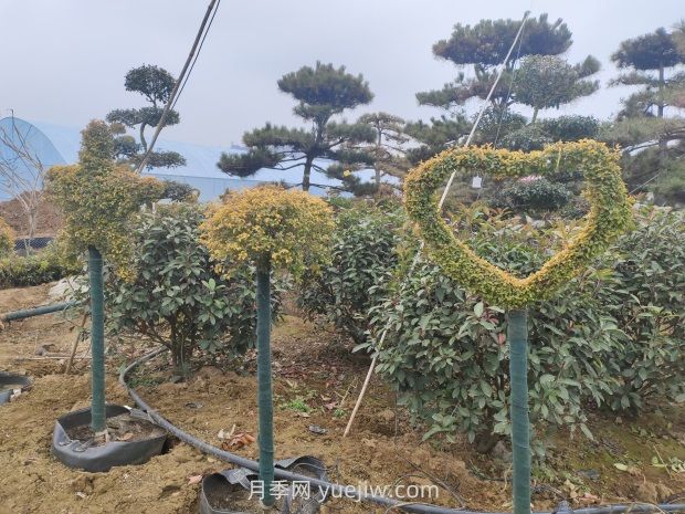 綠化苗木種植怎樣養護？(圖1)