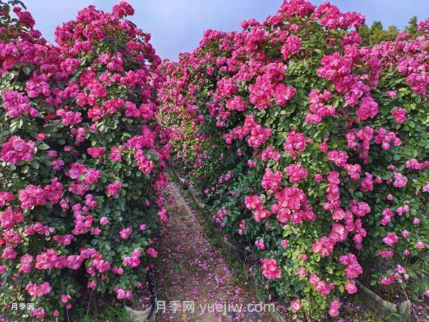 立體綠化的價(jià)值主要體現在哪些方面？(圖1)