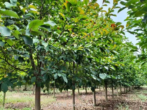 果樹(shù)苗種植與養護(圖1)