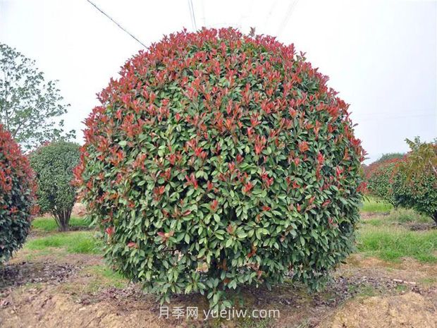 灌木修剪的原則與方法，時(shí)間和技術(shù)要點(diǎn)(圖2)