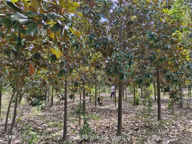 廣玉蘭樹(shù)苗種植方法，怎么澆水和養護技巧(圖1)