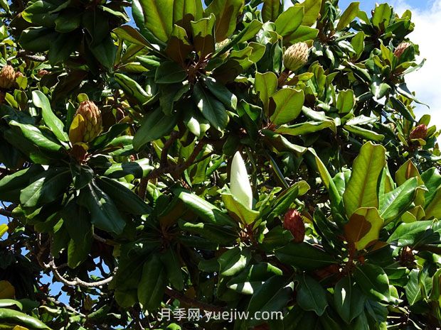 廣玉蘭樹(shù)苗種植方法，怎么澆水和養護技巧(圖2)