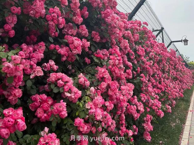 園林種植設計中的立面設計要點(diǎn)(圖1)